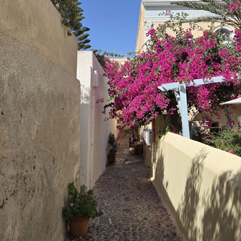 Photo of bringt pink flowers over a cobblestone street in Santorini, Greece